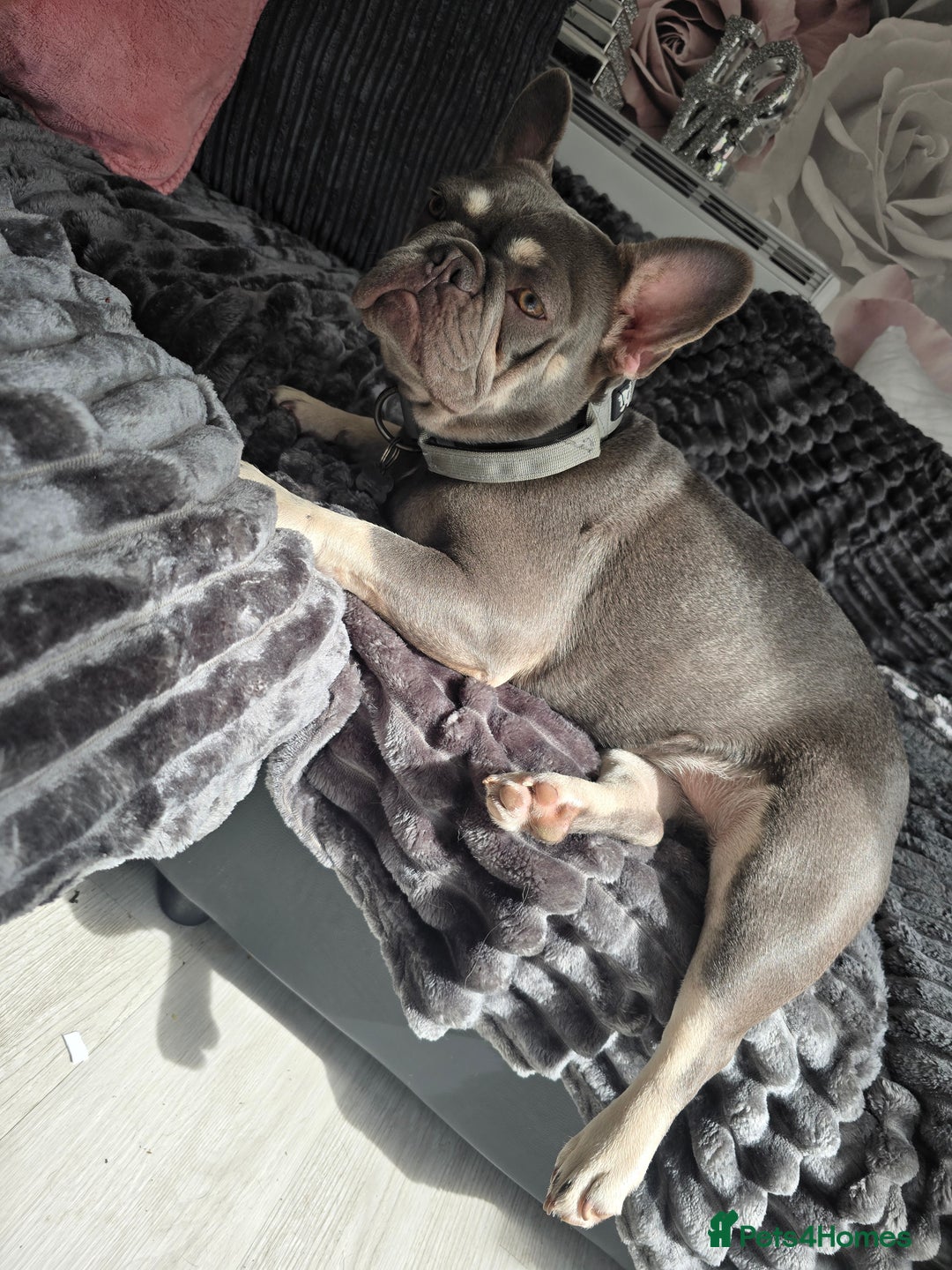 French Bulldog dogs for sale: Femal French bulldog - Image 1