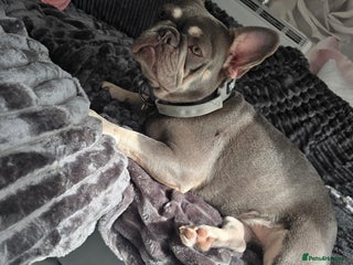 French Bulldog dogs - Advert 34