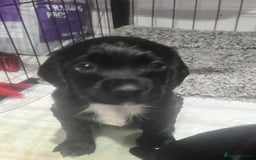 Cocker Spaniel dogs for sale: Kennel club working cocker spaniel pups  - Image 7