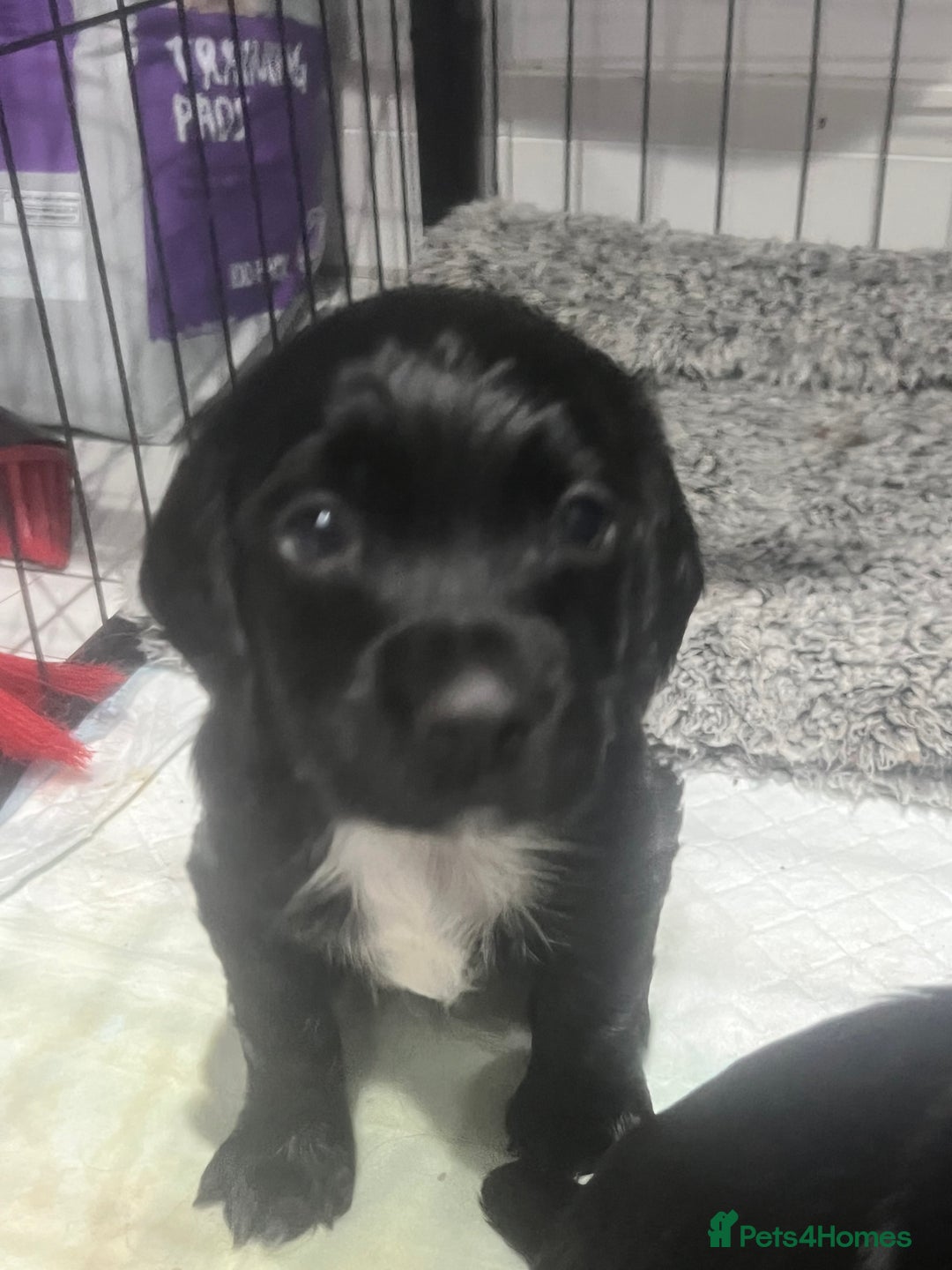 Cocker Spaniel dogs for sale: Kennel club working cocker spaniel pups  - Image 7