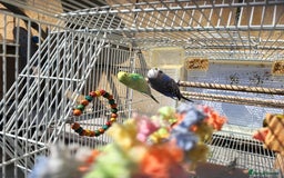 Budgerigars birds for sale: Mr Hritcan - Image 5