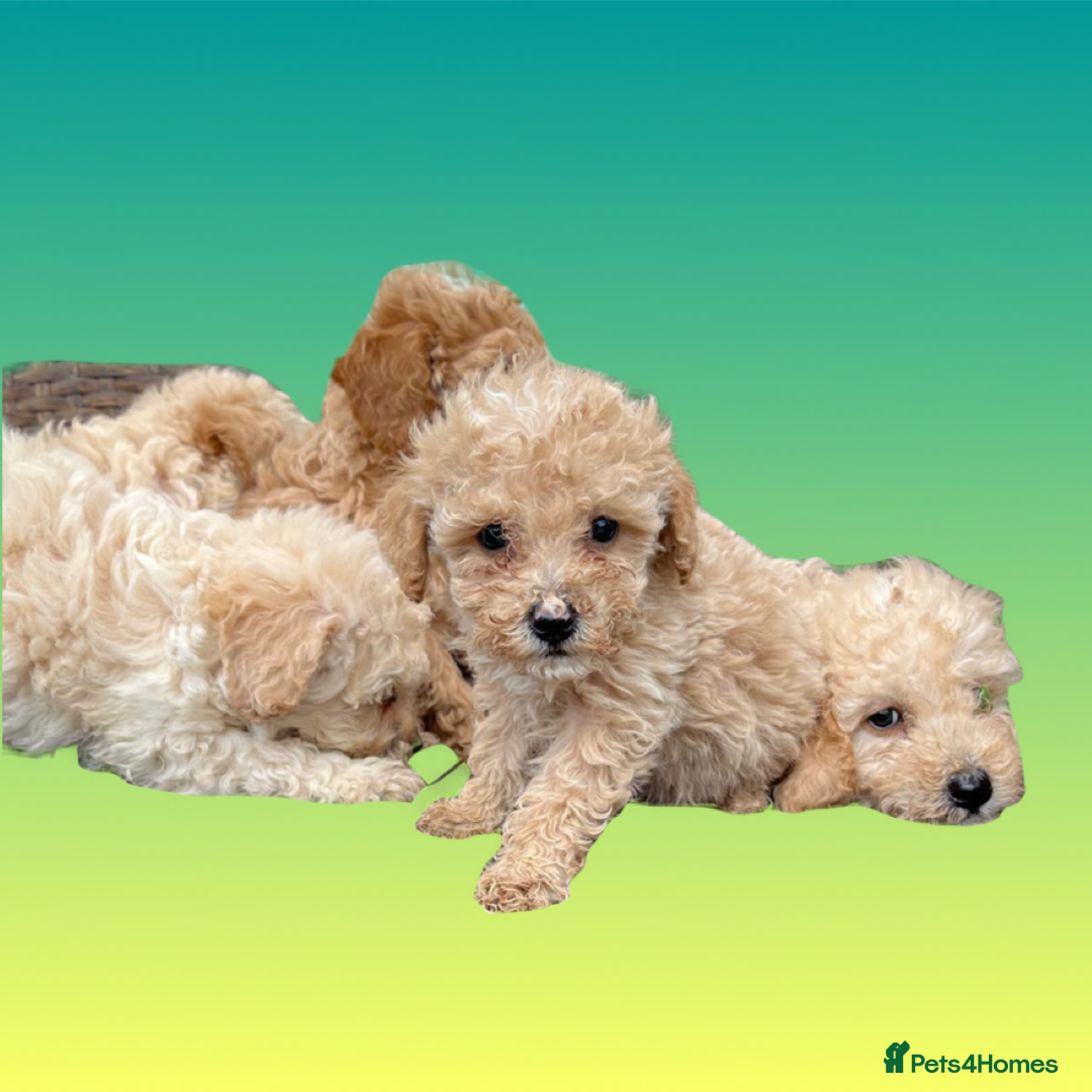 Cockapoo dogs for sale: F1B cockapoo puppys - Image 20