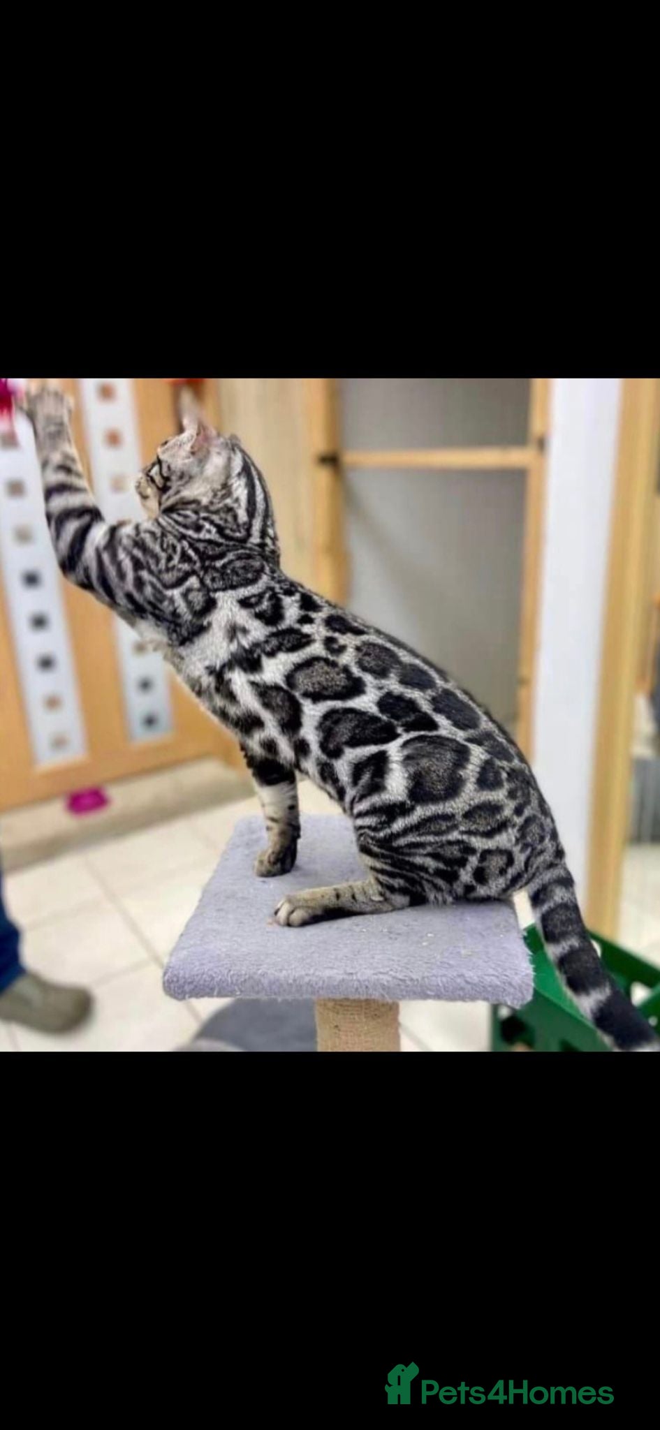 Bengal cats Outstanding Tica Show quality bengal kitten's - Advert 1