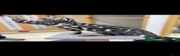 Bengal cats for sale: Outstanding Tica Show quality bengal kitten's - Advert 1