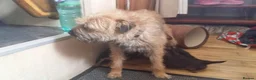 Border Terrier dogs for sale: Border terrier puppies  - Advert 1