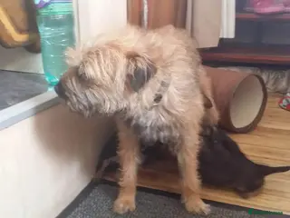 Border Terrier dogs Border terrier puppies - Advert 2