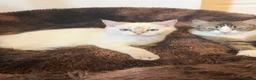 British Shorthair cats for sale:  BRITISH SHORT HAIR WHITE COLOR POINT - Advert 4
