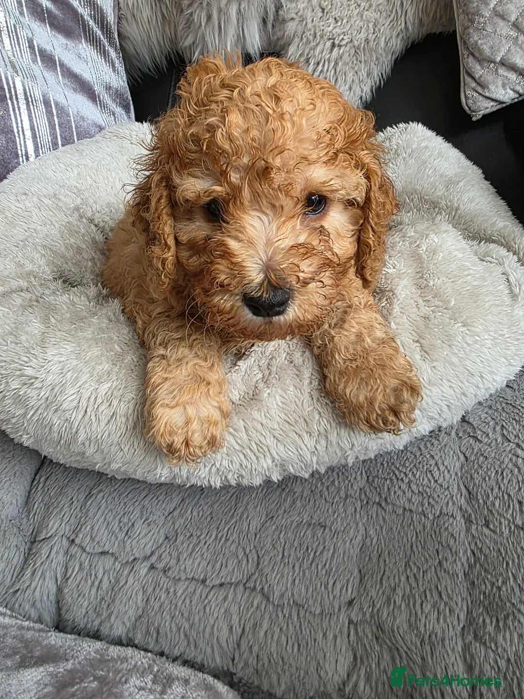 Cockapoo dogs for sale: Cream Cockapoo puppies - Advert 27