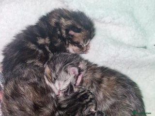 Maine Coon cats Pure Maine Coon Kittens - Advert 7