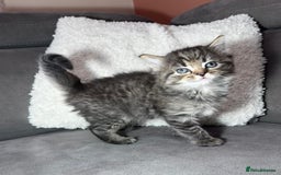 Ragdoll cats for sale: Adorable Ragdoll–Bombay Kittens - Image 1