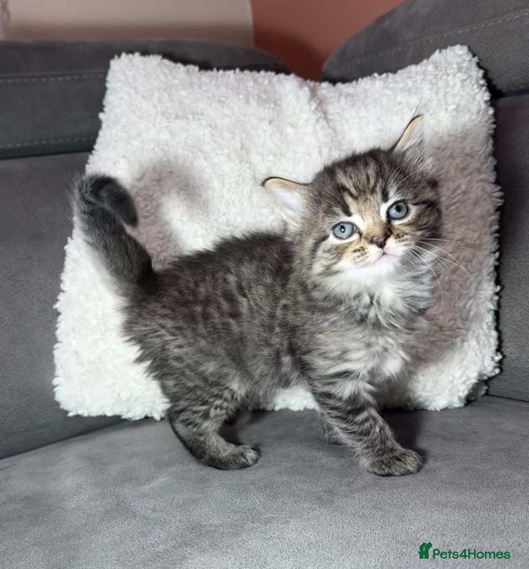 Ragdoll cats for sale: Adorable Ragdoll–Bombay Kittens - Image 1