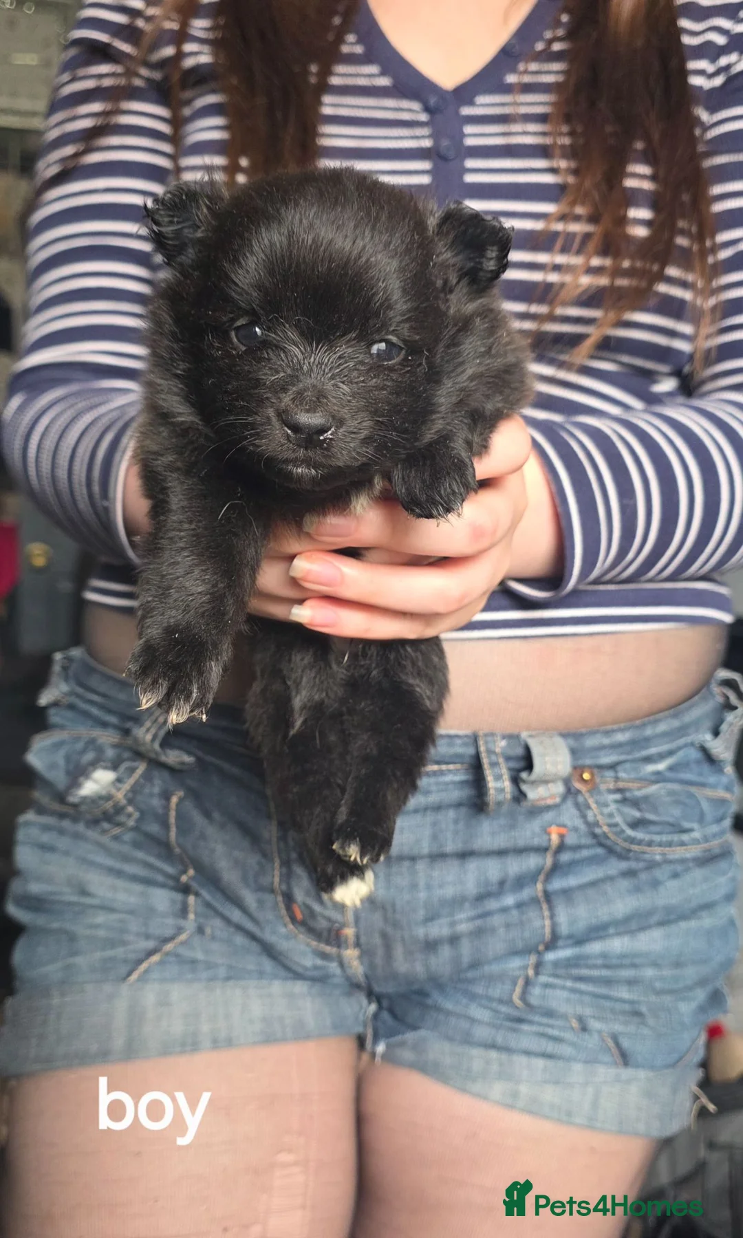 Pomeranian dogs for sale: Pomeranian puppies - Advert 7