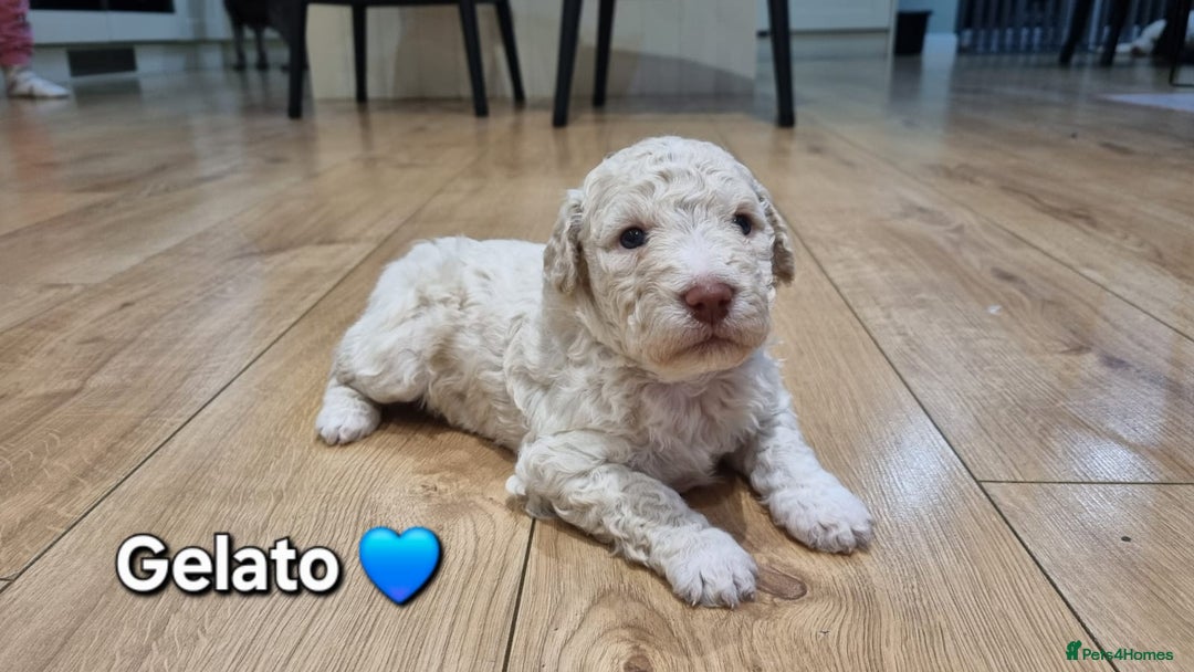 Lagotto Romagnolo dogs for sale: Lagotto Romagnolo Puppies - Advert 5