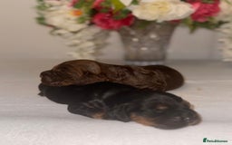 Cocker Spaniel dogs for sale: 🐶🐾beautiful show cocker spaniel puppy’s 🐶🐾 - Image 2