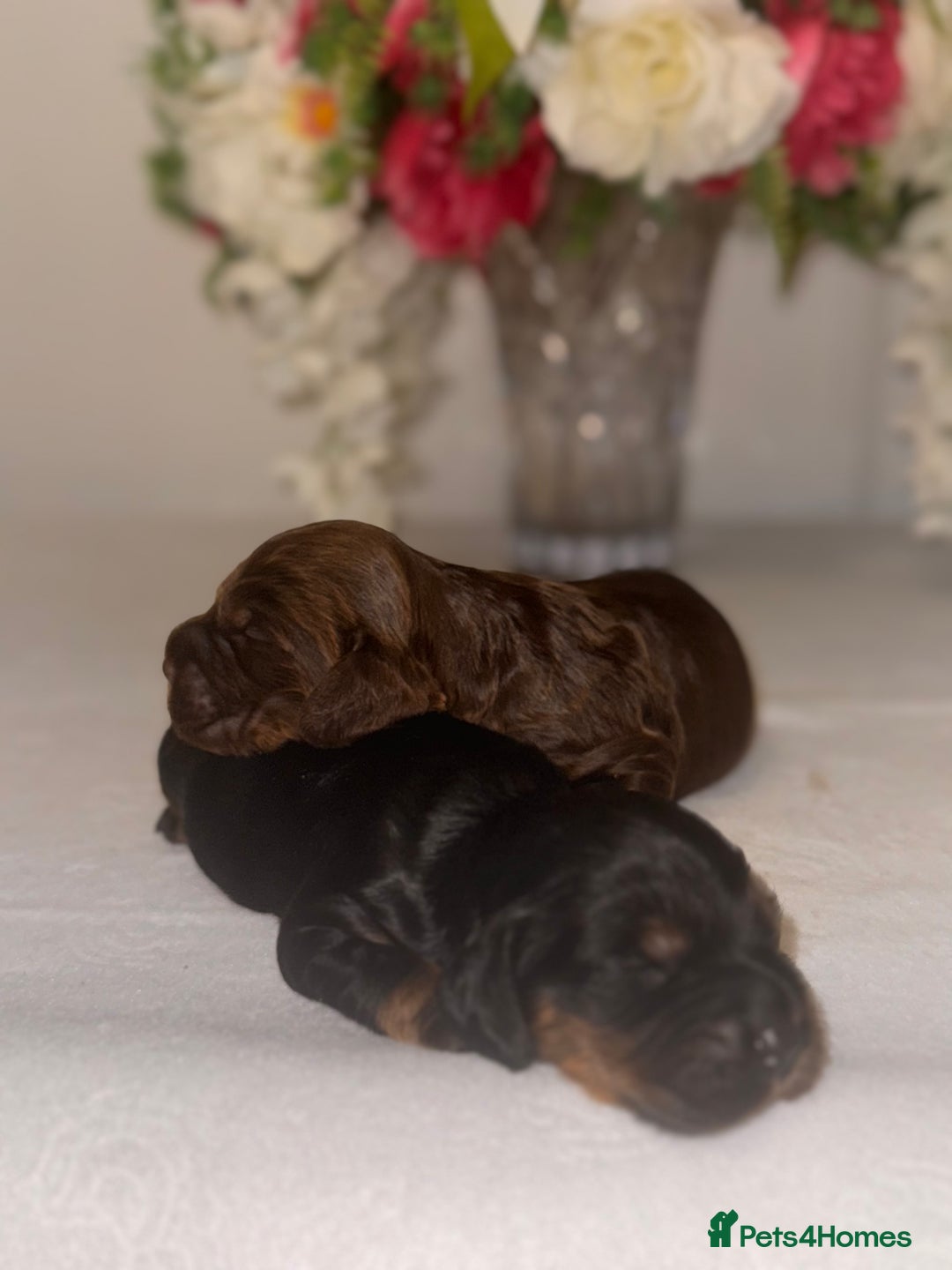 Cocker Spaniel dogs for sale: 🐶🐾beautiful show cocker spaniel puppy’s 🐶🐾 - Image 2