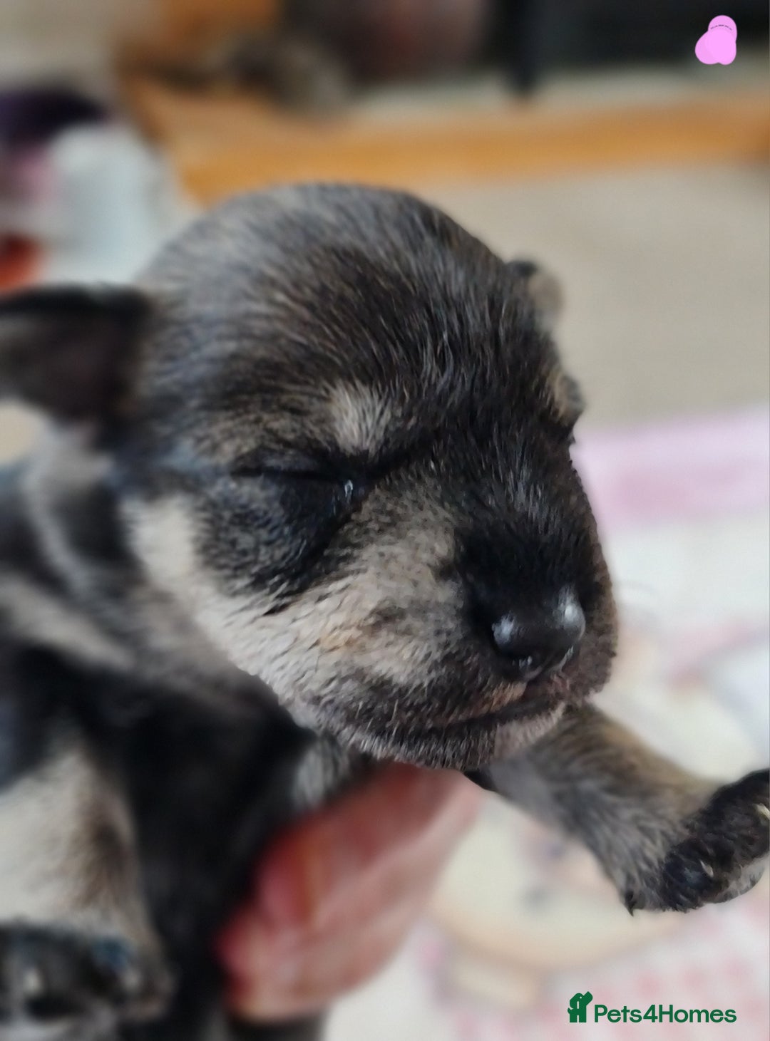 Miniature Schnauzer dogs for sale: Beautiful KC Reg. Miniature Schnauzer Puppies - Advert 13