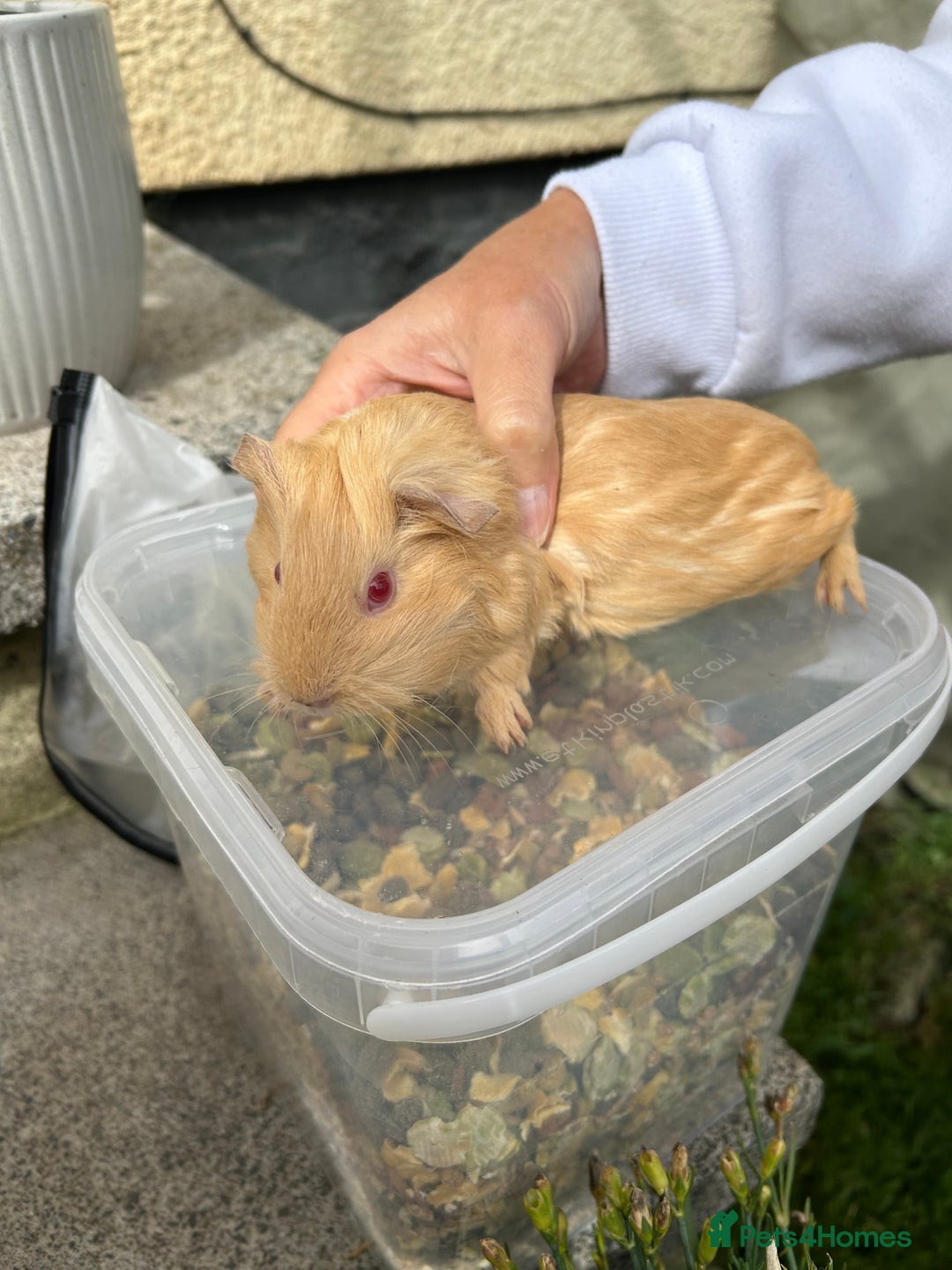 Guinea Pig rodents for sale: Beautiful baby Guinea pigs - Image 5