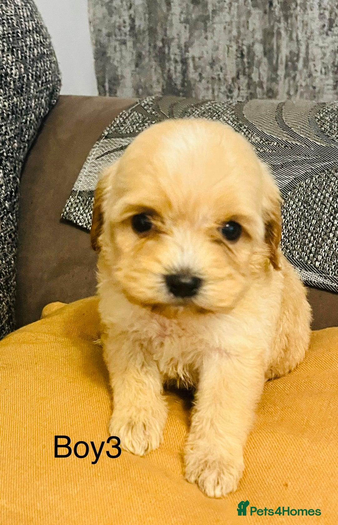 Cavapoochon dogs for sale: Stunning Cavapoochon puppies  - Advert 6