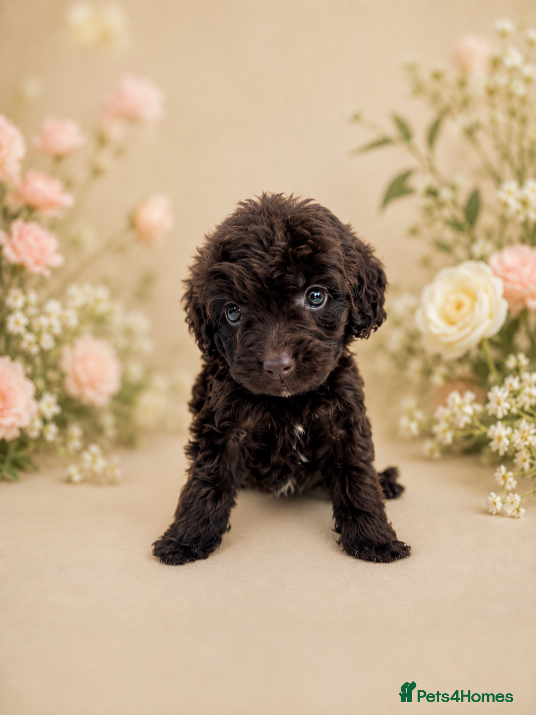 Cockapoo dogs for sale: 💓💙OUTSTANDING COCKAPOOS💙💓 - Advert 1