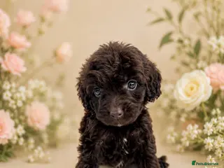 Cockapoo dogs 💓💙OUTSTANDING COCKAPOOS💙💓 - Advert 1