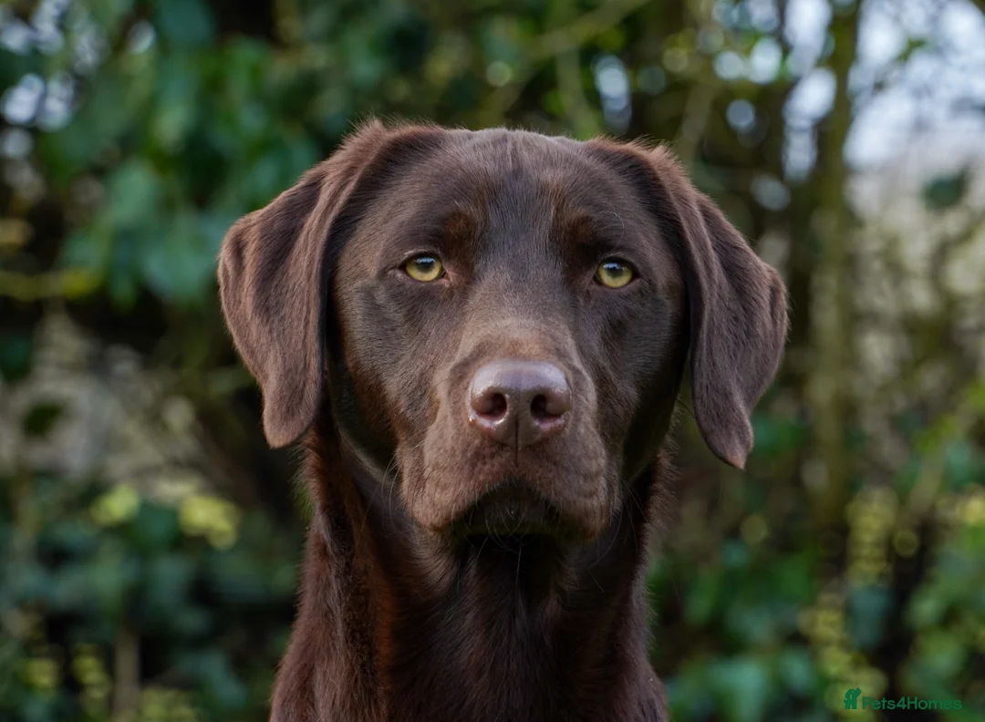 Labrador Retriever dogs for sale: Chocolate puppies from fully health tested parents - Advert 2