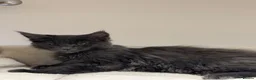 Maine Coon cats for sale: Available now! Last Two TICA Registered Maine Coon - Advert 17
