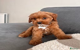 Cavapoo dogs for sale: 10 week cavapoo male puppy - Image 1