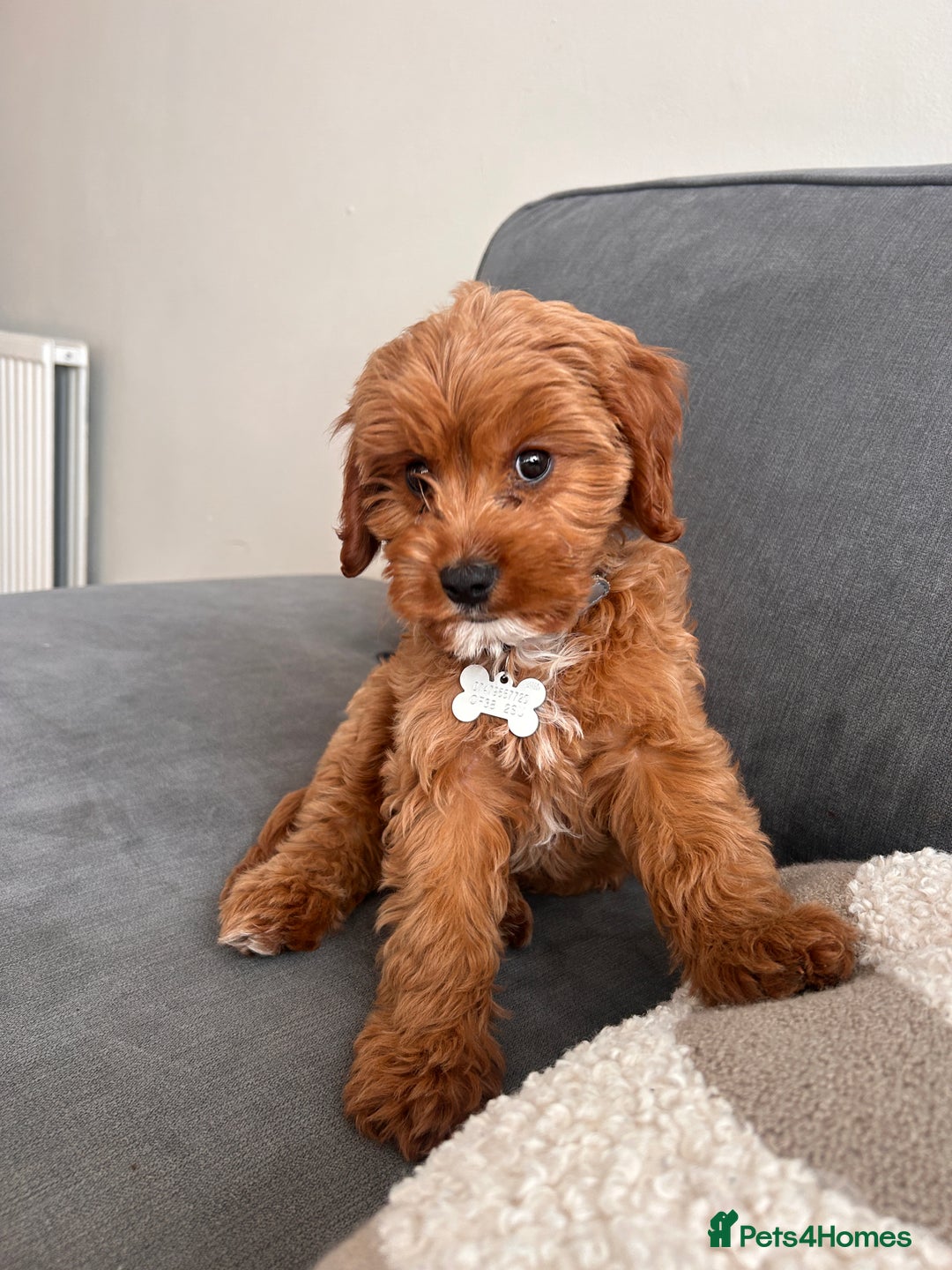 Cavapoo dogs for sale: 10 week cavapoo male puppy - Image 1