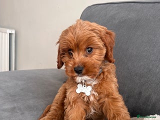 Cavapoo dogs - Advert 1