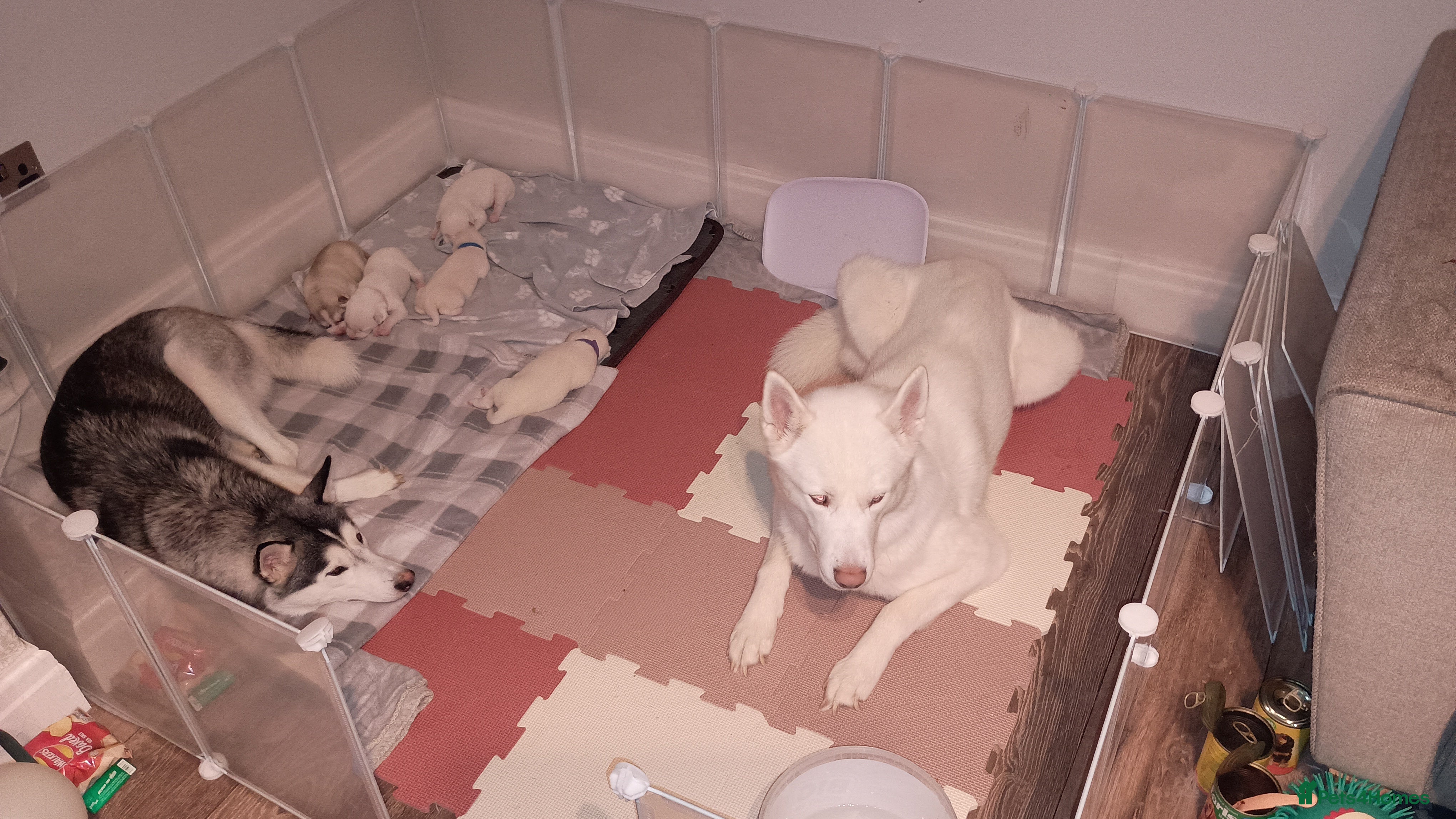 Huskita dogs 6 huskita puppies  - Advert 16