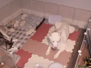 Huskita dogs 6 huskita puppies - Advert 1