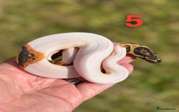 Python Snake reptiles for sale: Ball Python / Royal Python Hatchlings and Adults - Image 6