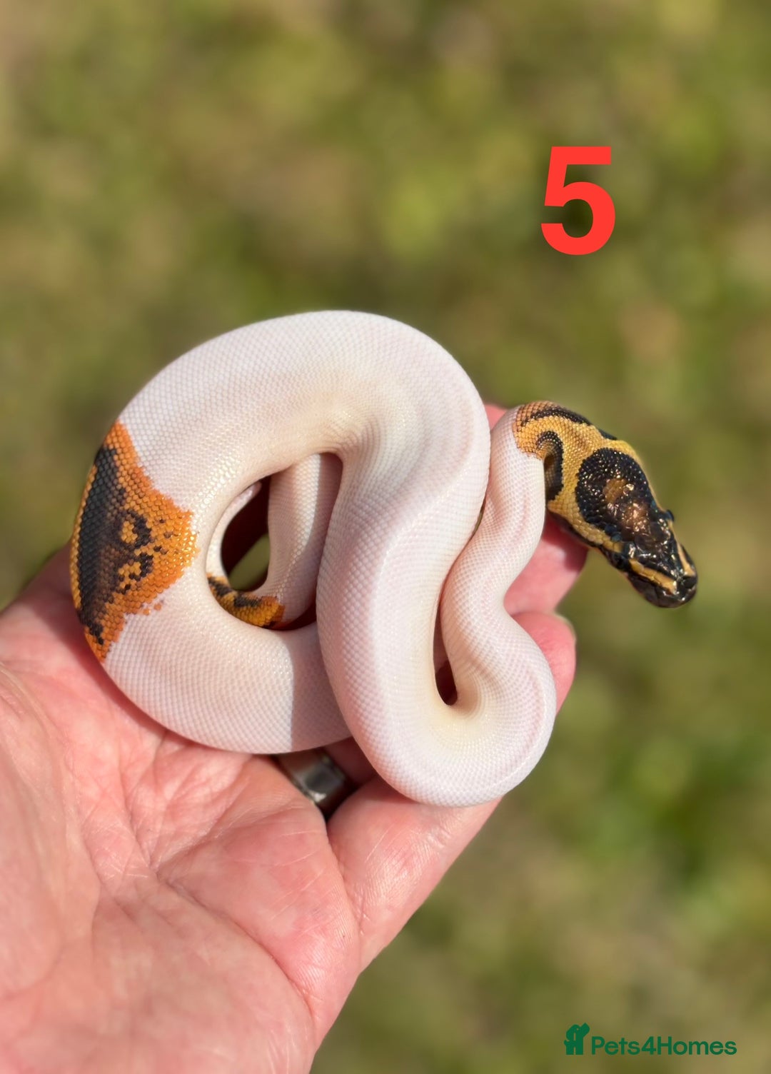 Python Snake reptiles for sale: Ball Python / Royal Python Hatchlings and Adults - Image 6