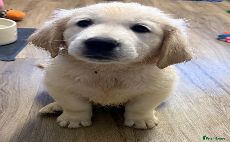 Golden Retriever dogs - Advert 4