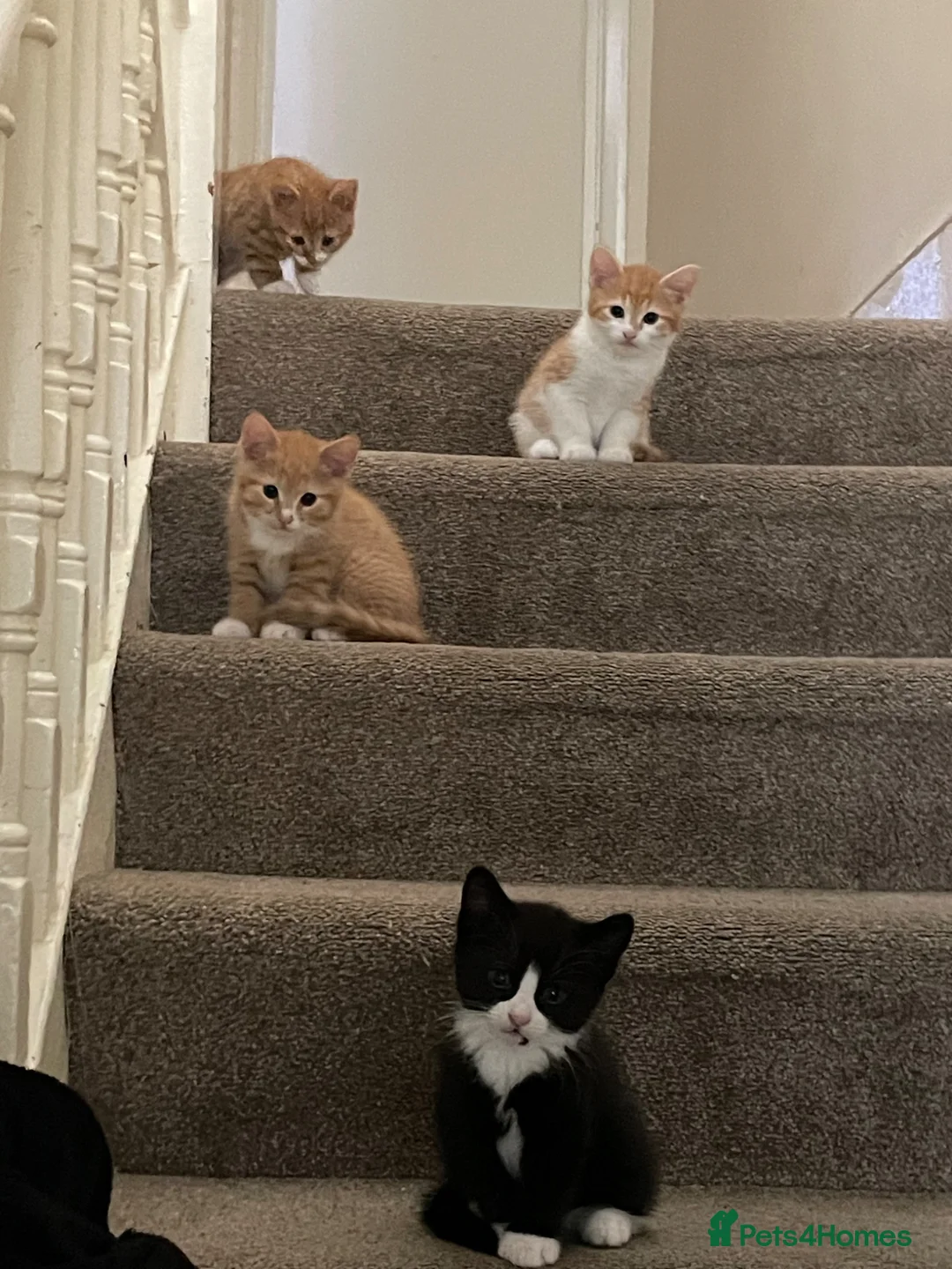 Mixed Breed cats for sale: The cutest Kuma + Chopper + Choso + Sakura  - Advert 2