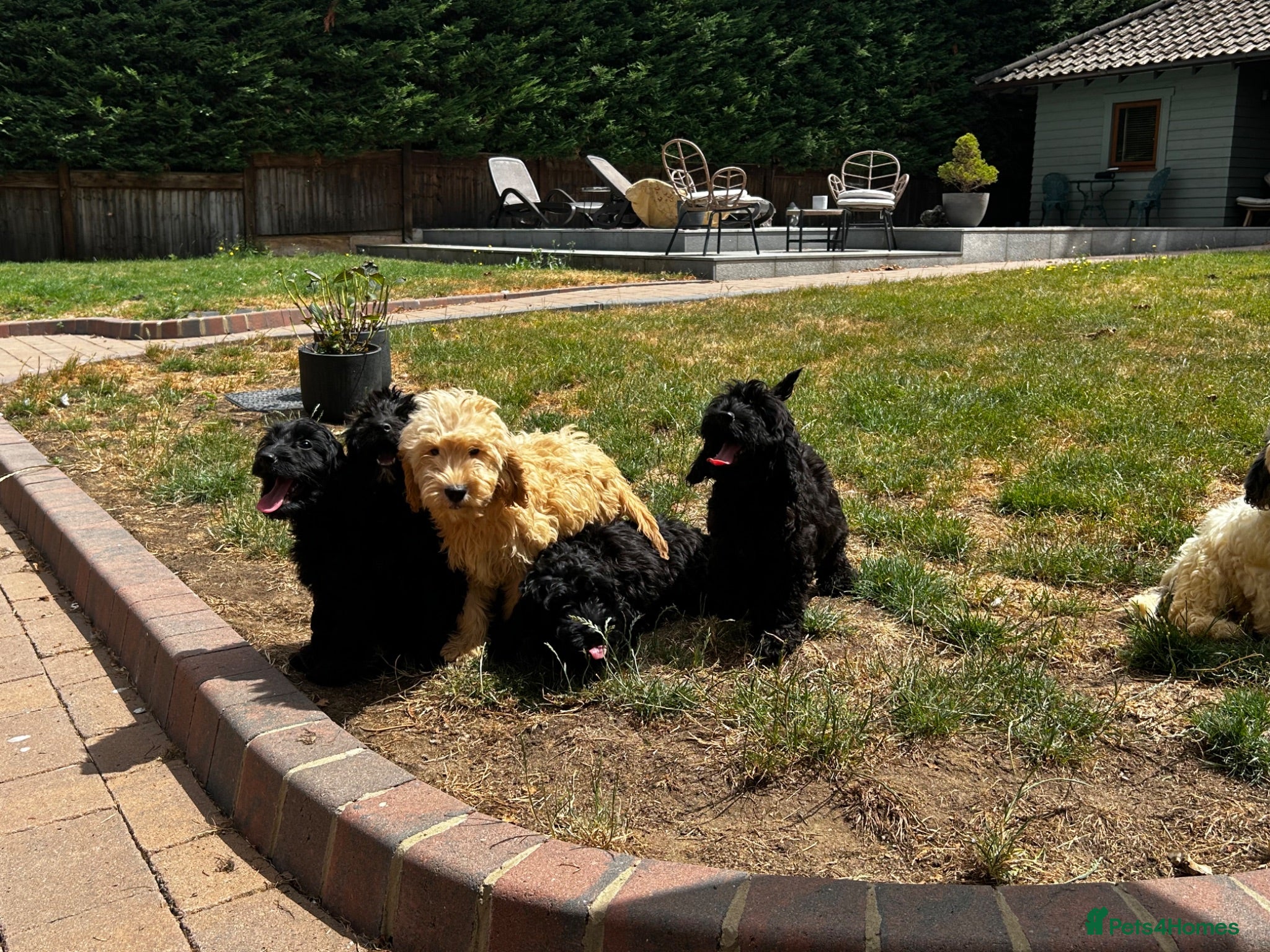 Cockapoo dogs f1 cockerpoo litter - Advert 1