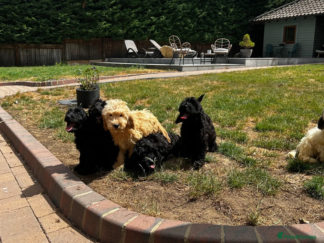 Cockapoo dogs for sale: f1 cockerpoo litter - Advert 1