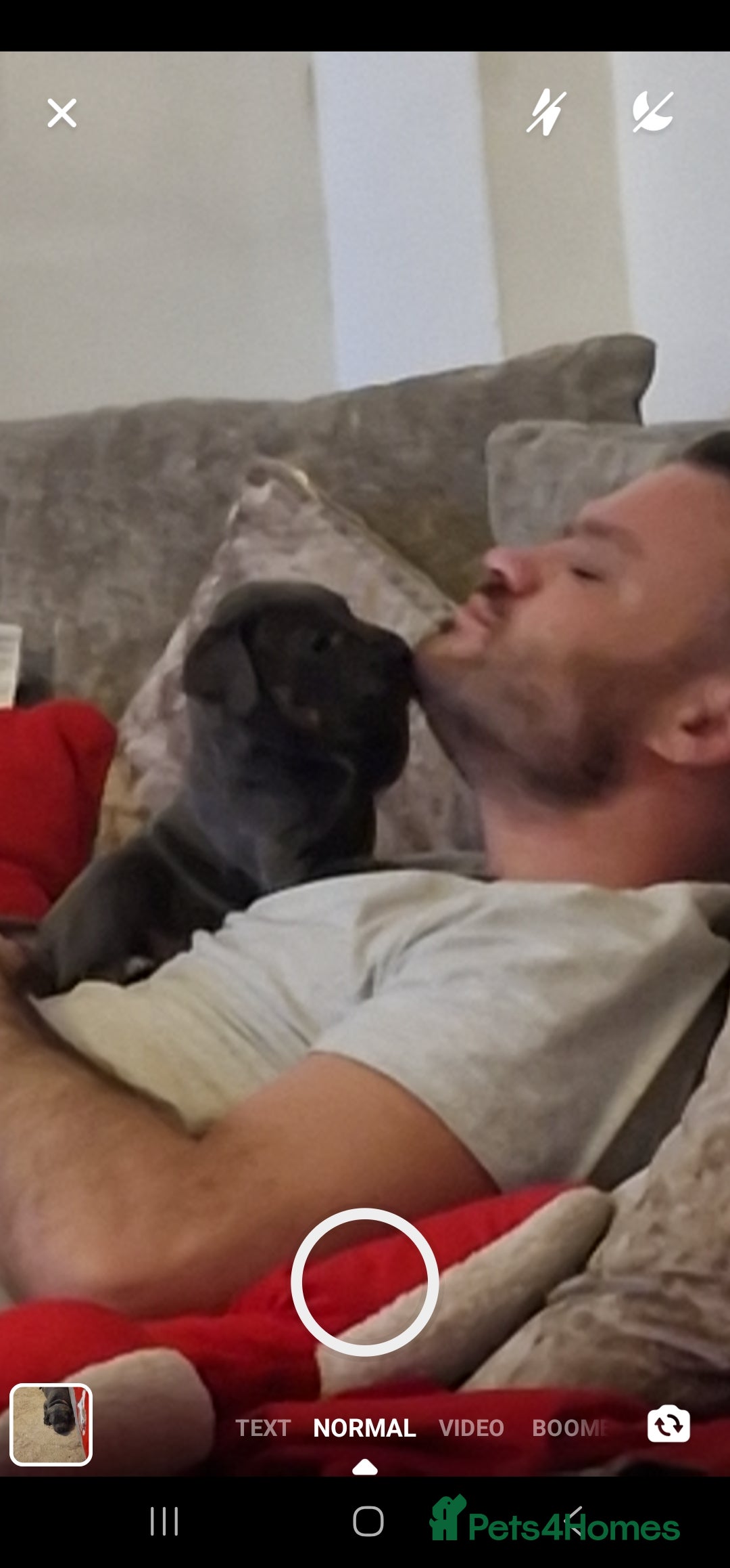 Cane Corso dogs Cane corso puppies - Advert 2