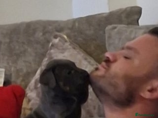 Cane Corso dogs Cane corso puppies - Advert 2