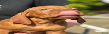 Hungarian Vizsla 1