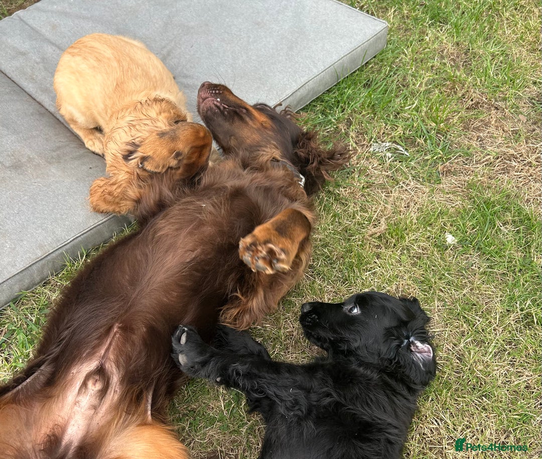 Cocker Spaniel dogs for sale: Male working cocker spaniel puppy kc reg - Image 24