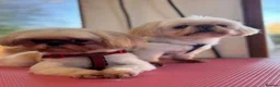 Shih Tzu dogs for stud: Shih Tzu for stud - Advert 7