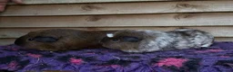 Guinea Pig rodents for sale: Guinea pigs forsale  - Advert 6