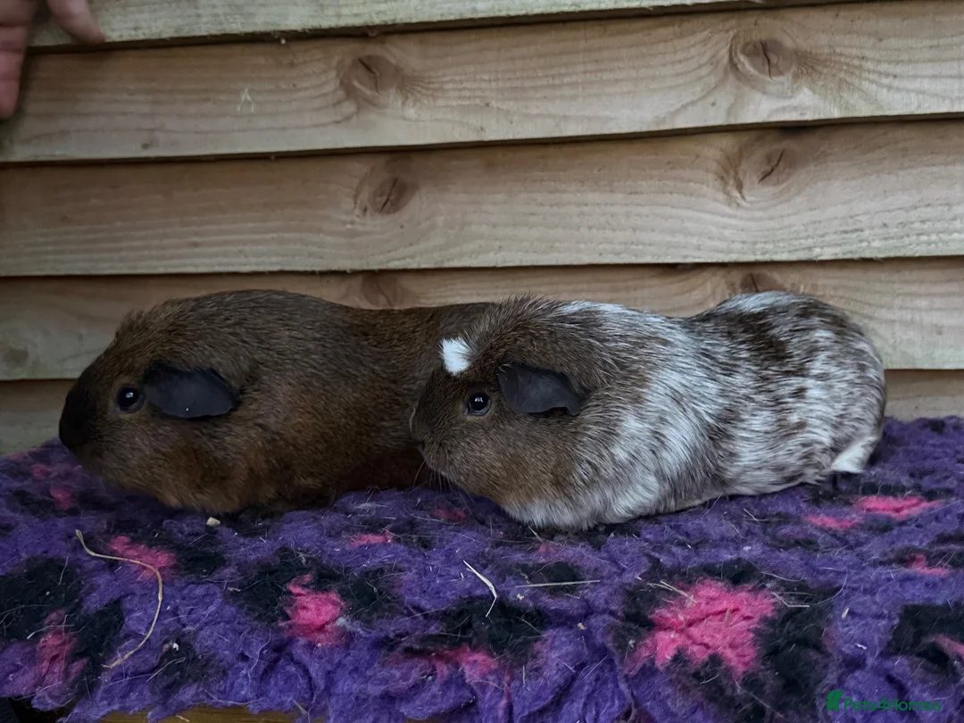 Guinea Pig rodents for sale: Guinea pigs forsale  - Advert 6