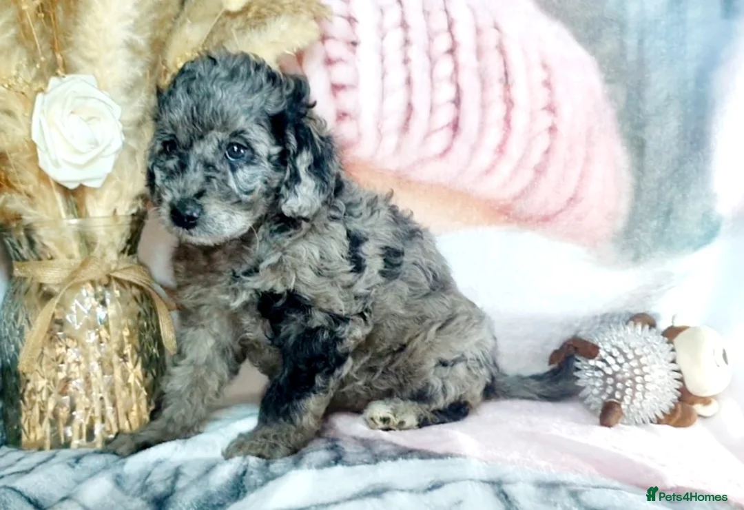 Mixed Breed dogs for sale: STUNNING RARE COLOURS F1B GOLDENDOODLE LITTER - Advert 31