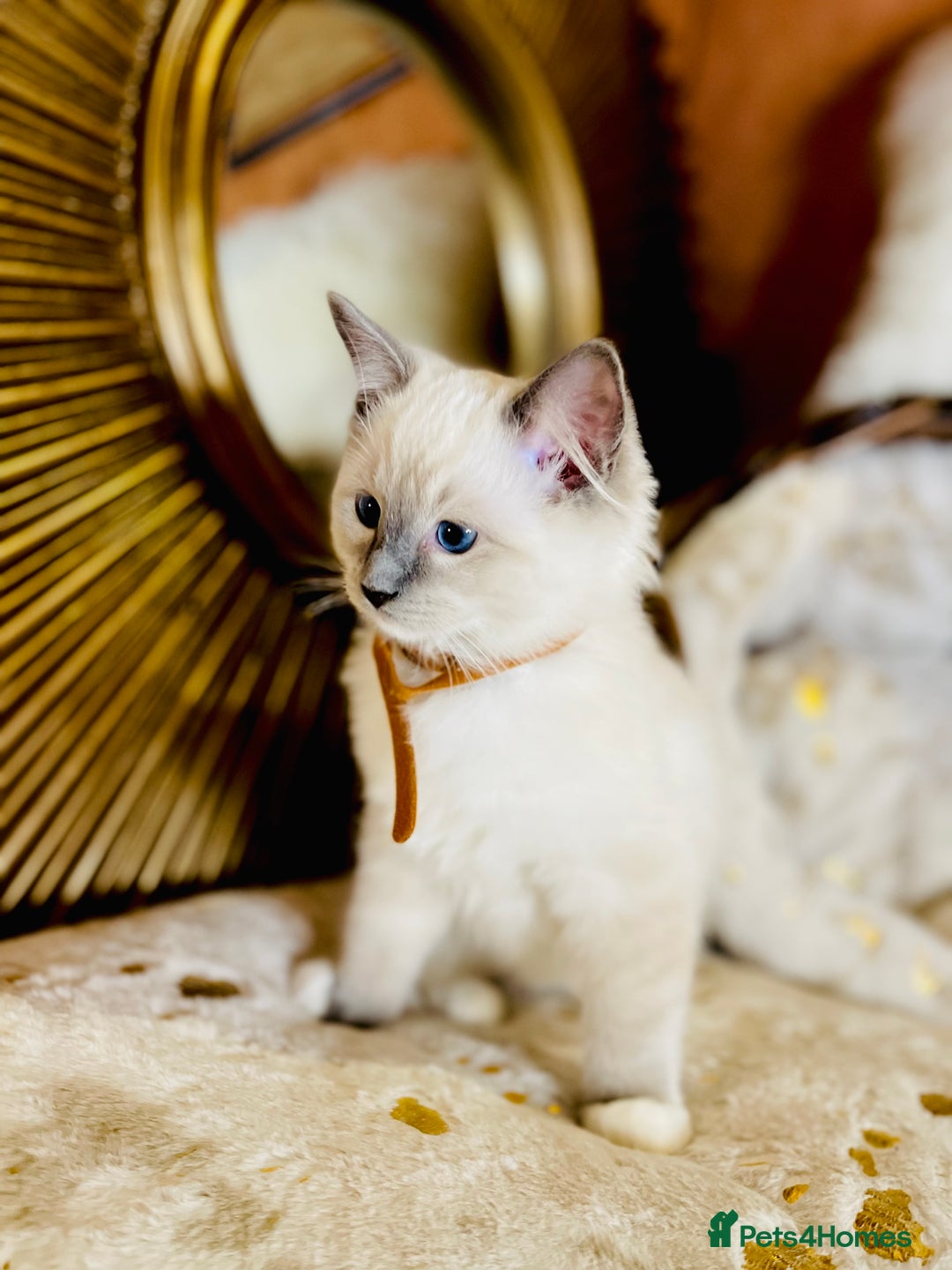 Ragdoll cats for sale: QUALITY GCCF RAGDOLLS KITTENS READY NOW  - Image 14