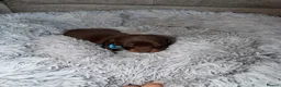 Miniature Dachshund dogs for sale: Miniature dachshunds for sale in Chesterfield - Advert 18