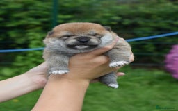 Japanese Shiba Inu dogs for sale: Beautiful Japanese Shiba Inu Puppies - Image 29