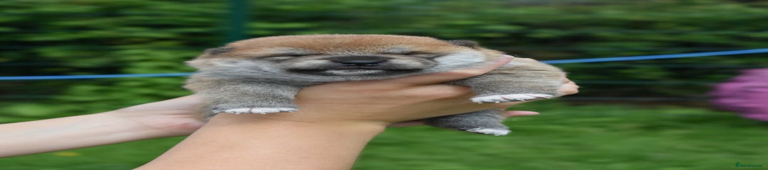 Japanese Shiba Inu Puppy 5