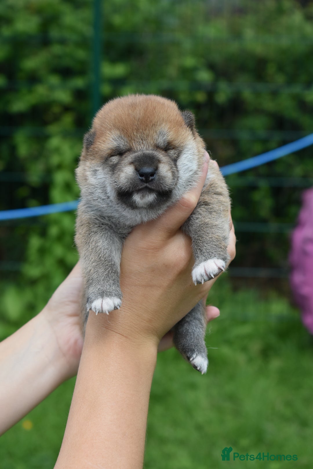 Japanese Shiba Inu dogs for sale: Beautiful Japanese Shiba Inu Puppies - Image 29